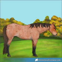 Horse Color:Bay Roan 