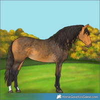 Horse Color:Buckskin