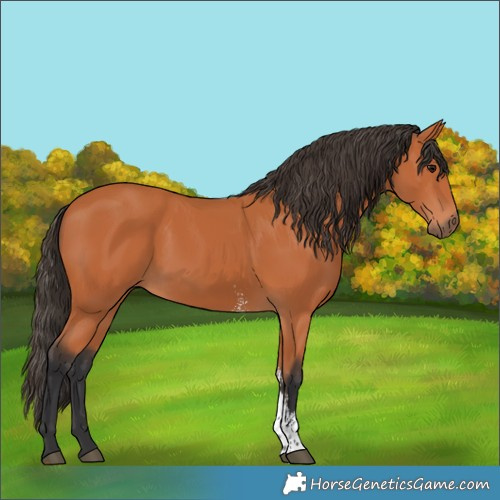Horse Color:Bay Sabino