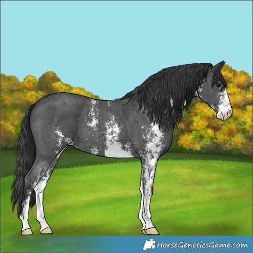 Horse Color:Black Sabino 