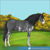 Horse Color:Black Sabino 