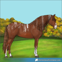 Horse Color:Powder White Chestnut