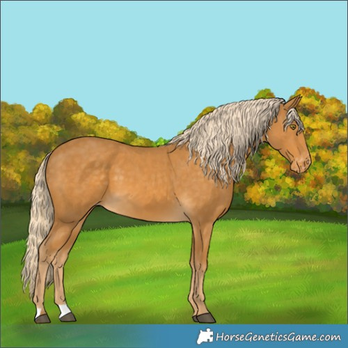 Horse Color:Palomino Appaloosa 