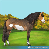 Horse Color:Buckskin Frame 