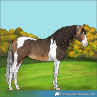 Horse Color:Buckskin Splash Tobiano 