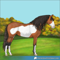 Horse Color:Bay Frame 