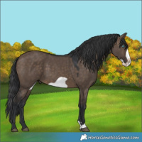 Horse Color:Brown Dun Frame 