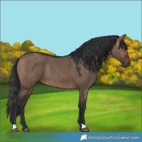 Horse Color:Brown Dun 