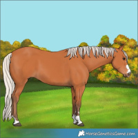 Horse Color:Silver Bay 