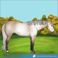 Horse Color:Gray Silver Buckskin