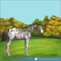 Horse Color:Gray Brown Sabino Blanket Rabicano