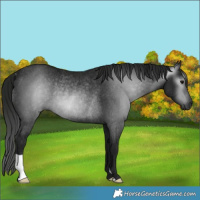 Horse Color:Gray Black Rabicano 