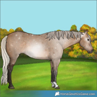Horse Color:Gray Silver Bay Dun