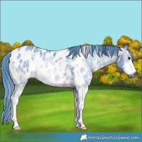 Horse Color:Gray Watercolor Bay Sabino Blanket Rabicano 