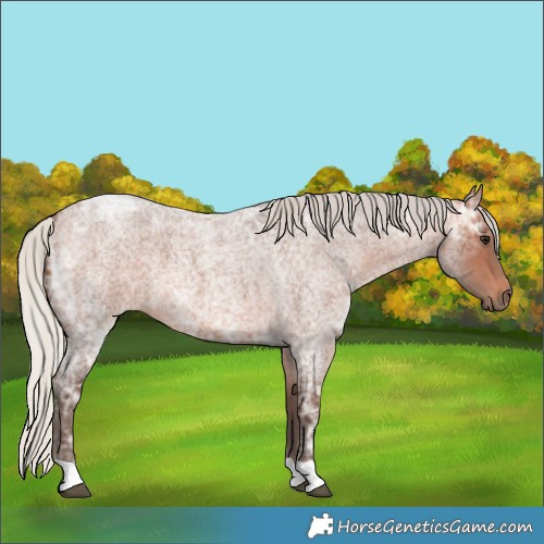 Horse Color:Silver Brown Ice Roan 