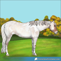 Horse Color:White Spotted Silver Brown Ice Roan Onyx 