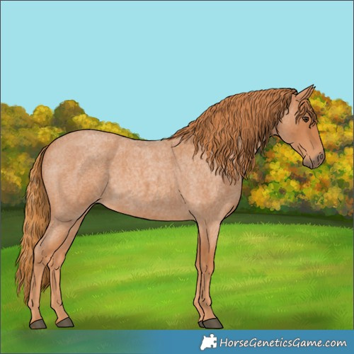 Horse Color:Red Roan