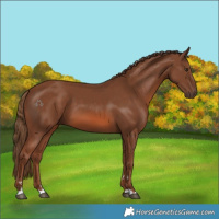 Horse Color:Chestnut 
