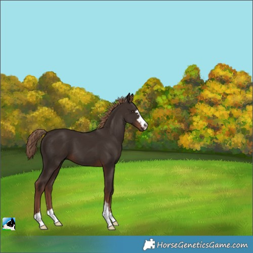 Horse Color:Liver Chestnut 