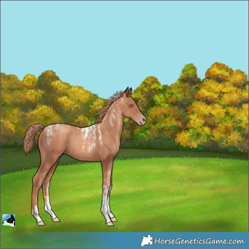 Horse Color:Powder White Gold Champagne 