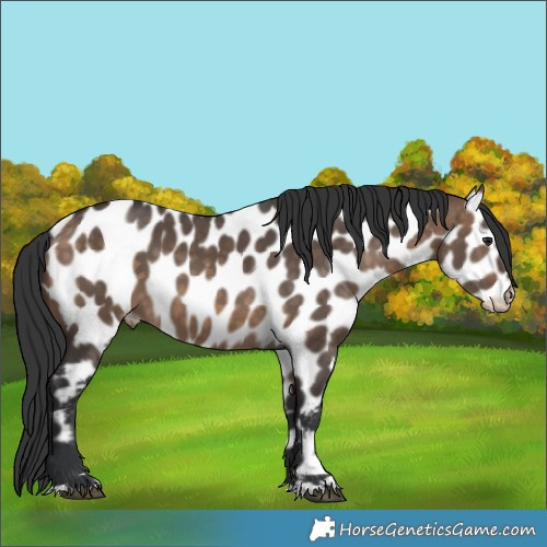 Horse Color:Brown Dun Appaloosa 
