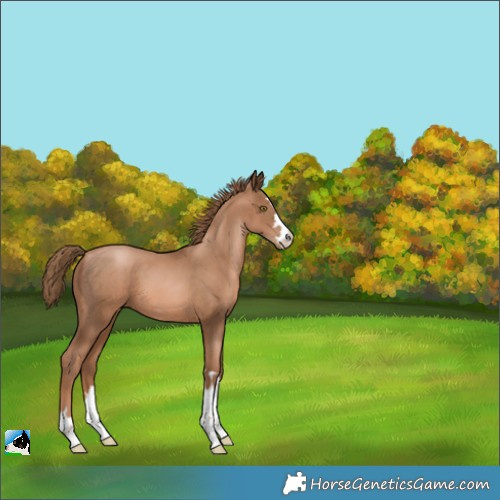Horse Color:Liver Chestnut Pearl 