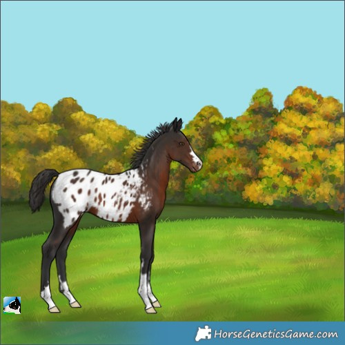Horse Color:Liver Chestnut Appaloosa 