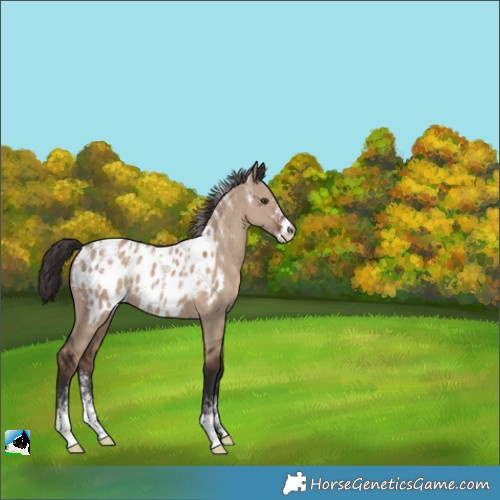 Horse Color:Powder White Liver Red Dun Appaloosa 