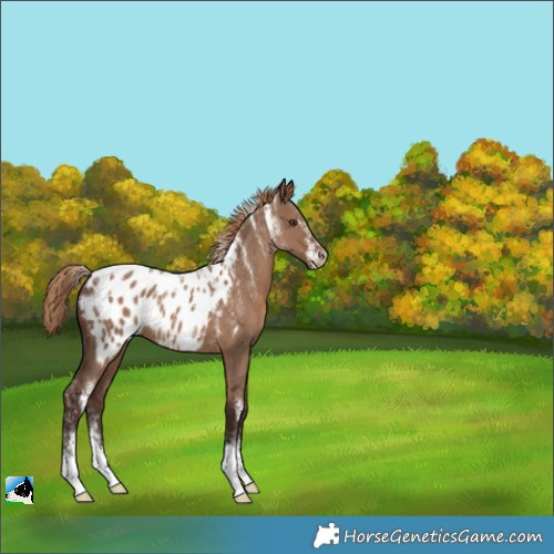 Horse Color:Powder White Liver Red Dun Appaloosa 