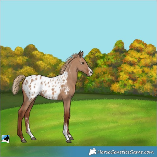 Horse Color:Powder White Red Dun Appaloosa 