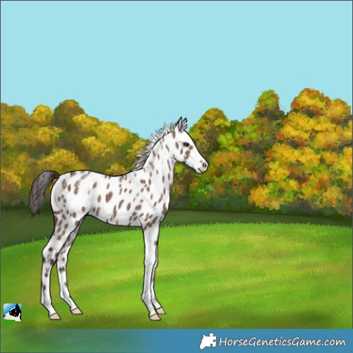 Horse Color:Powder White Liver Red Dun Appaloosa 