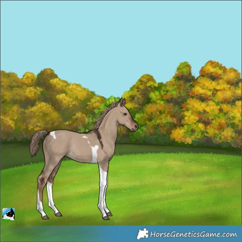 Horse Color:Liver Red Dun Tobiano Rabicano 