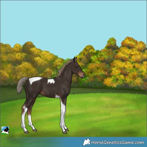 Horse Color:Liver Chestnut Tobiano 