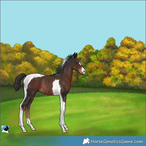 Horse Color:Liver Chestnut Tobiano Rabicano 