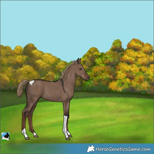 Horse Color:Liver Red Dun Tobiano 