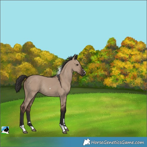 Horse Color:Liver Red Dun Tobiano Rabicano 