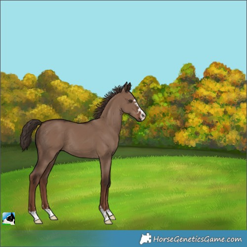 Horse Color:Liver Red Dun 