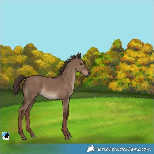 Horse Color:Liver Red Dun 