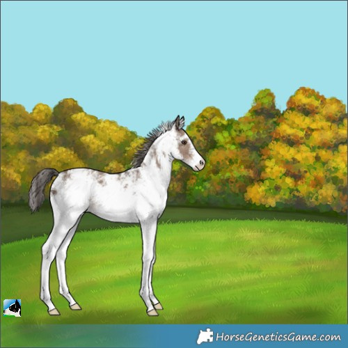 Horse Color:White Spotted Liver Red Dun 