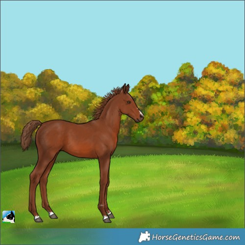 Horse Color:Chestnut 