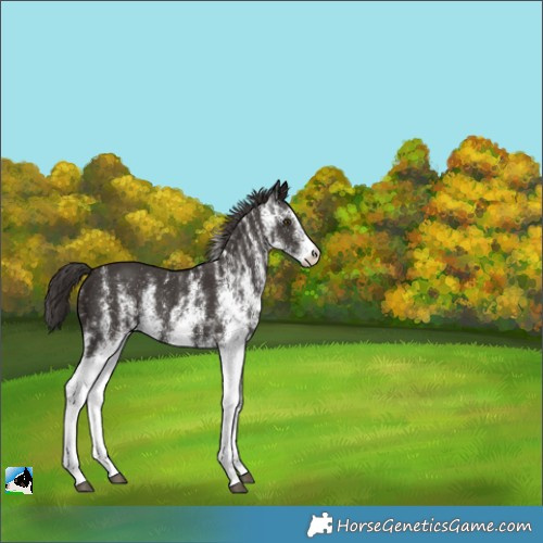 Horse Color:White Spotted Liver Chestnut 