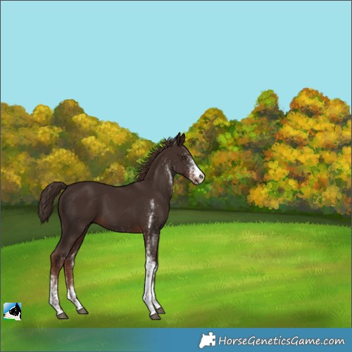Horse Color:White Spotted Liver Chestnut 