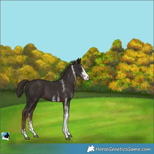 Horse Color:White Spotted Liver Chestnut 