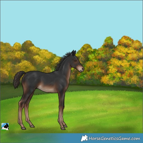 Horse Color:Liver Chestnut 
