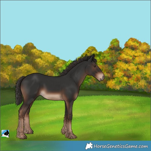 Horse Color:Liver Chestnut 