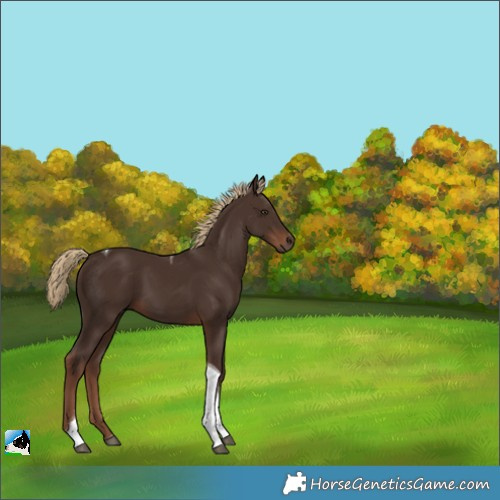 Horse Color:Liver Chestnut Tobiano