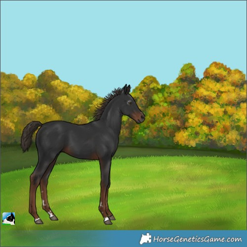 Horse Color:Gray Liver Chestnut