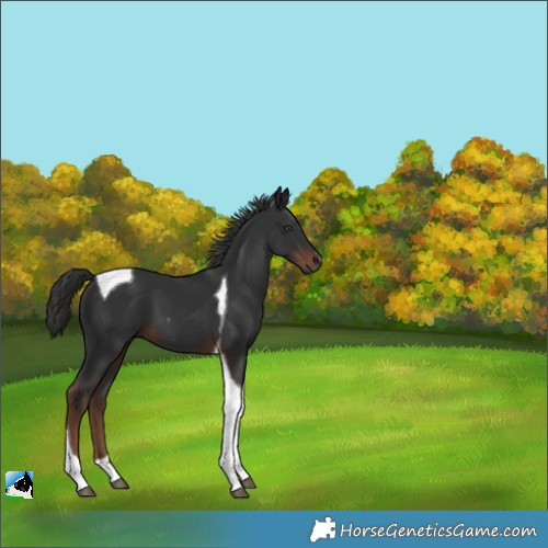 Horse Color:Liver Chestnut Tobiano