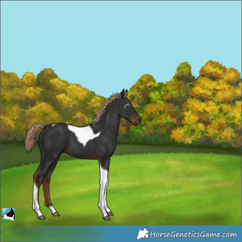 Horse Color:Gray Liver Chestnut Tobiano 