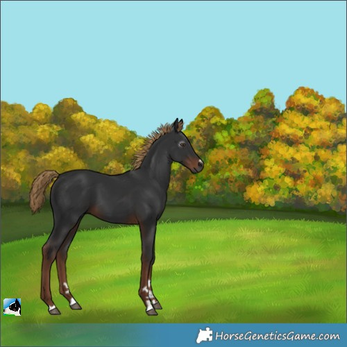 Horse Color:Gray Liver Chestnut 